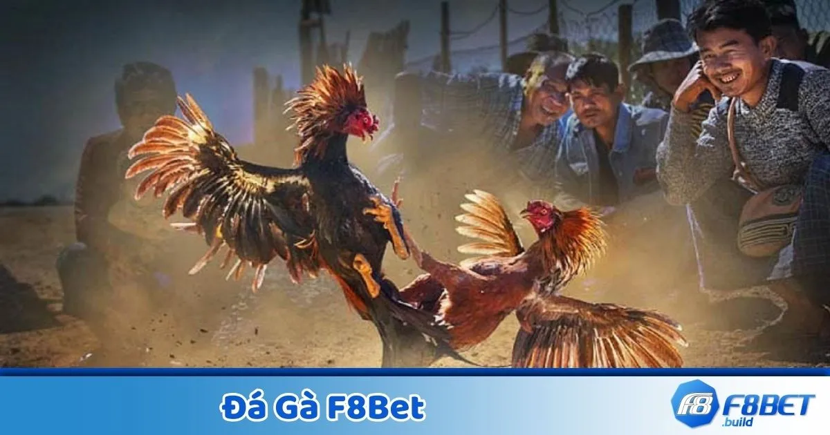 Cách nhận diện gà chiến mạnh thông qua thành tích thi đấu